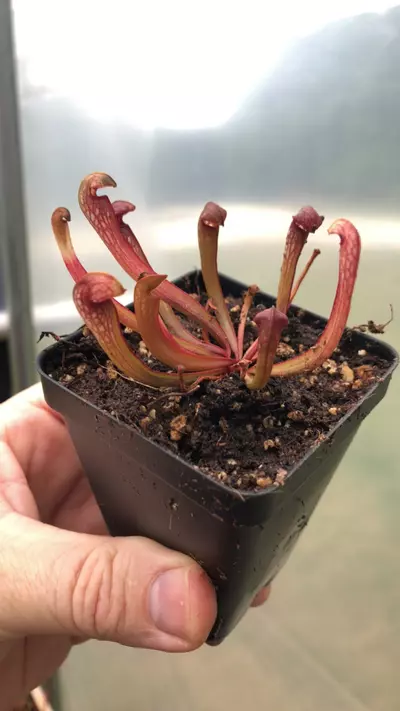 plant/Sarracenia minor seedling-3-thumbnail