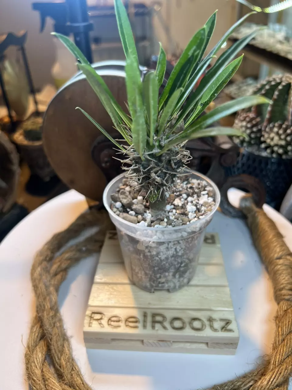 plant/Pachypodium - Chris’ Choice-0