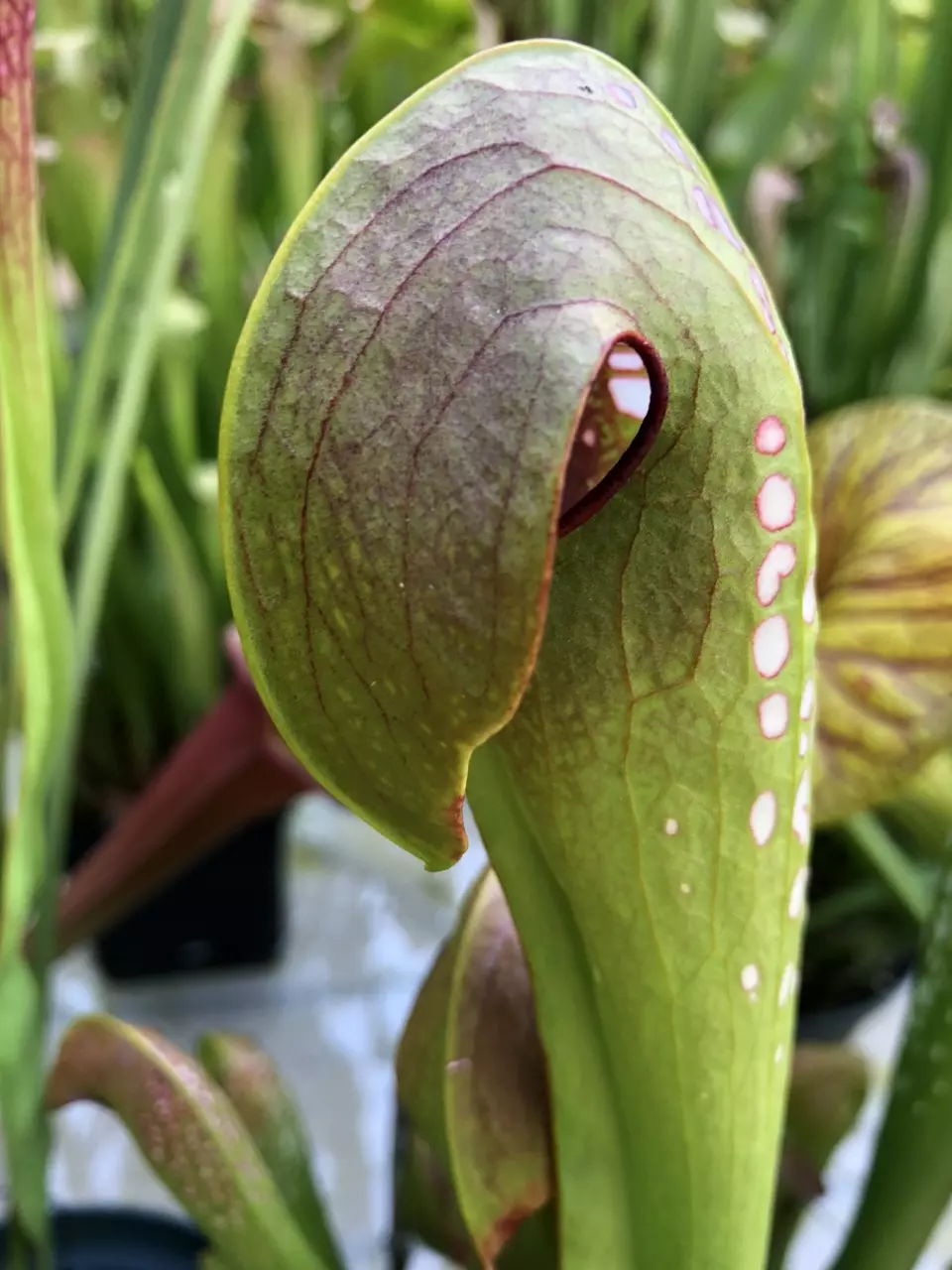 plant/Sarracenia minor seedling-0