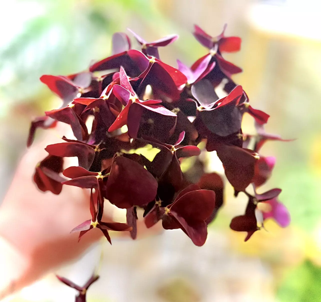 plant/Oxalis “Charmed Wine “-0