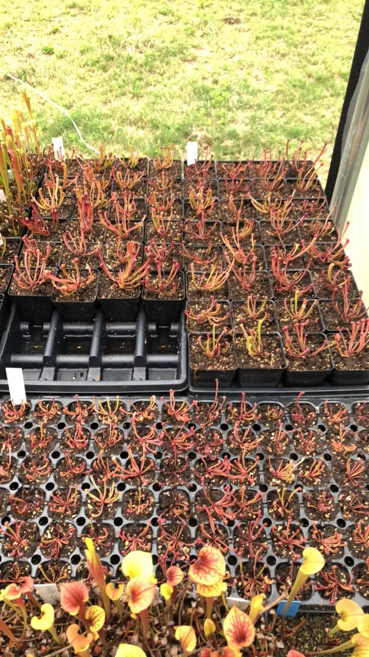 plant/Sarracenia minor seedling-4