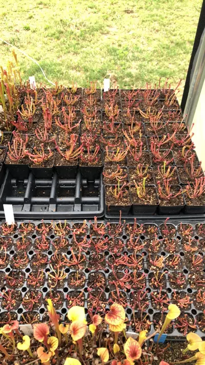 plant/Sarracenia minor seedling-4-thumbnail