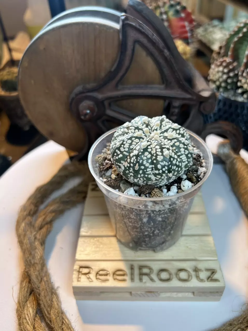 plant/Astrophytum Asterias “Super Kabuto” - Chris’ Choice-0