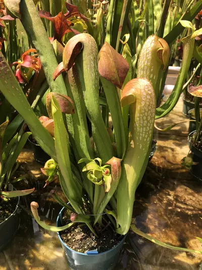 plant/Sarracenia minor seedling-2-thumbnail