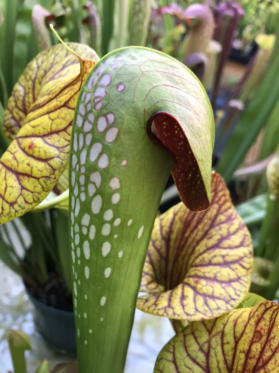 plant/Sarracenia minor seedling-1