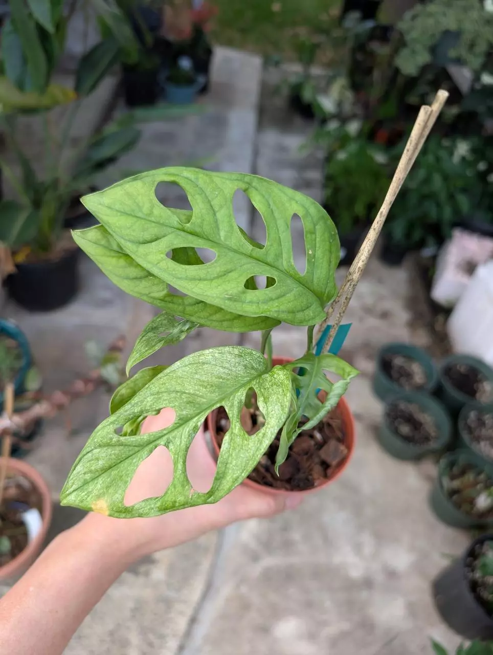 plant/Monstera Adansonii Mint Variegated 4" pot, live plant,indoor plant grower choice-0