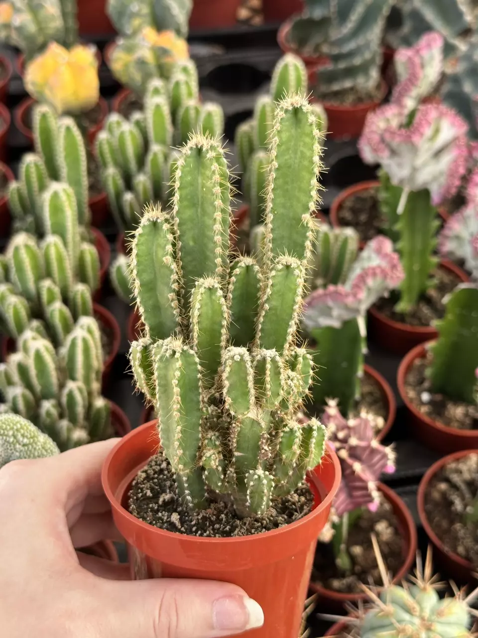 plant/Acanthocereus tetragonus | Fairy Castle Cactus | 3.5” Pot-1