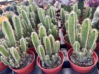 plant/Acanthocereus tetragonus | Fairy Castle Cactus | 3.5” Pot-2-thumbnail