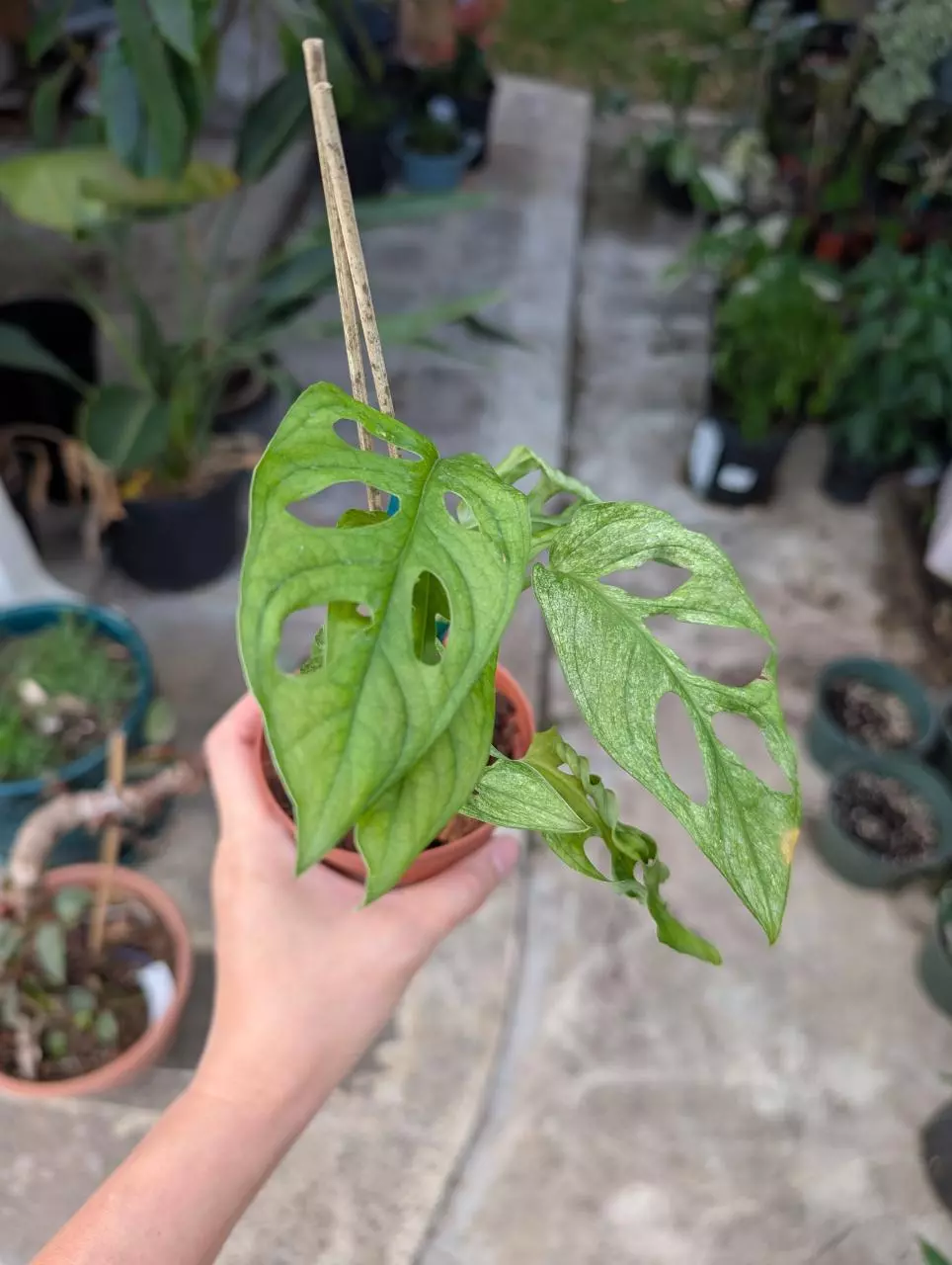 plant/Monstera Adansonii Mint Variegated 4" pot, live plant,indoor plant grower choice-1