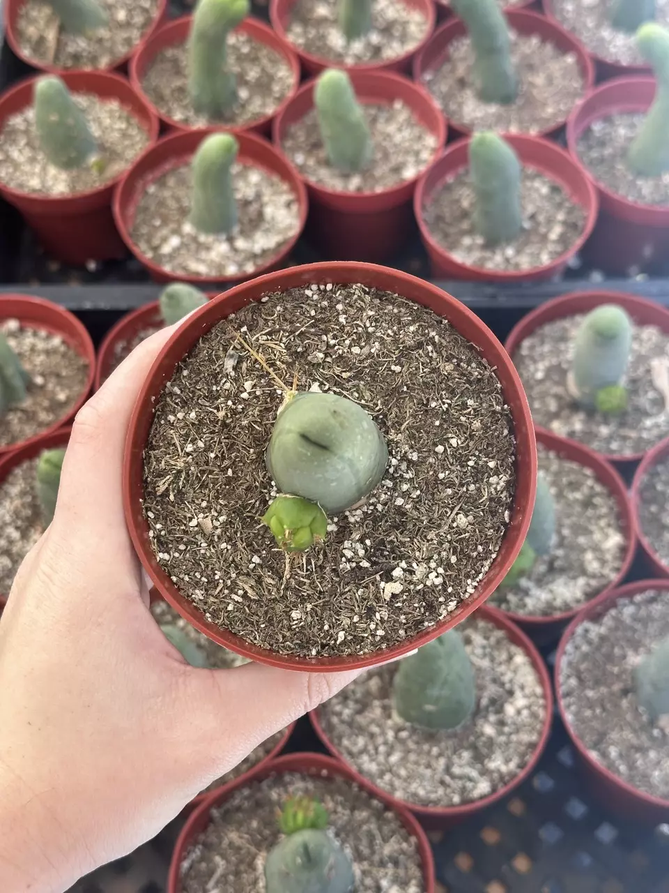plant/Penis Cactus - Double Node (Short Form) 4”-1