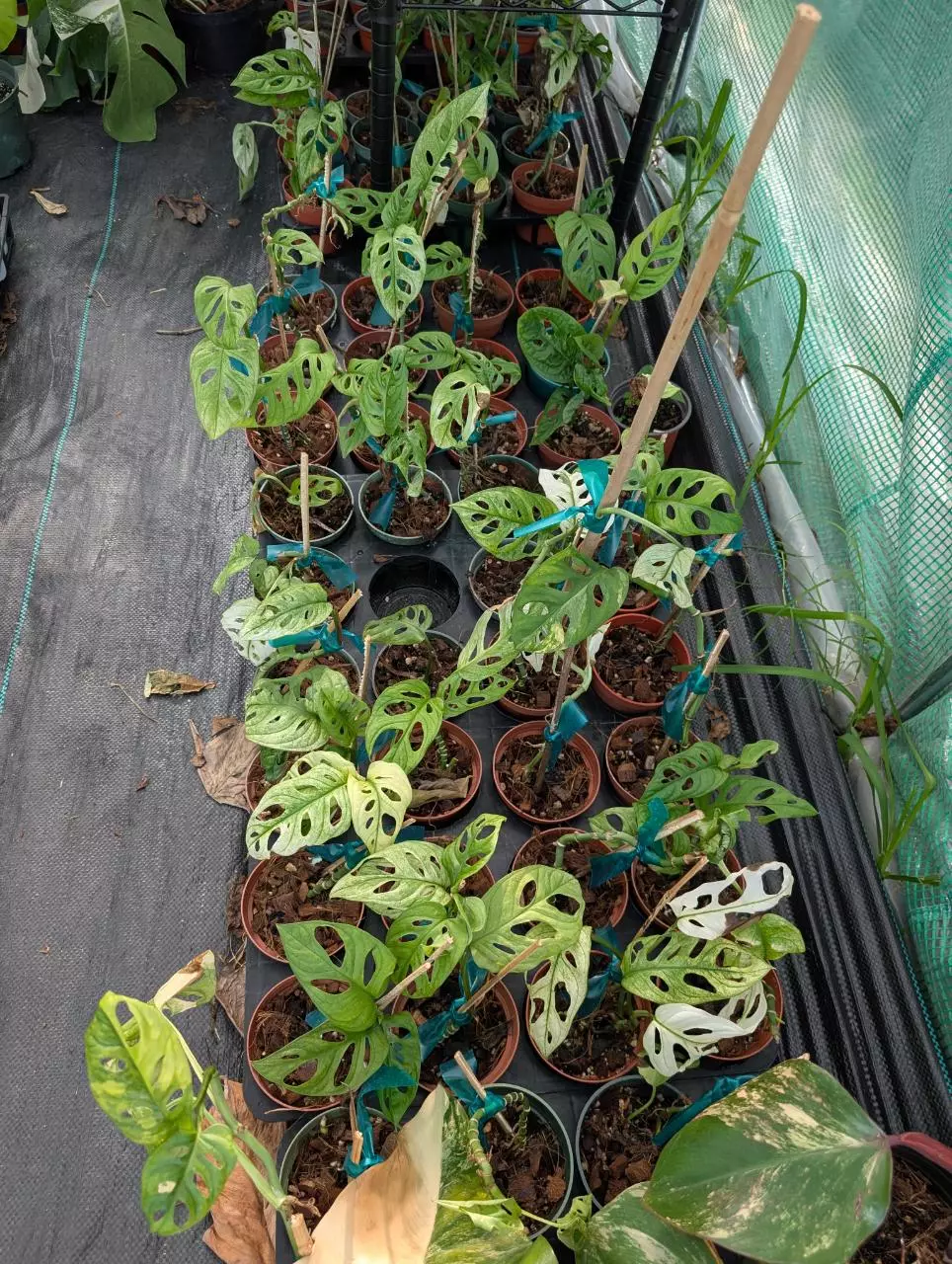 plant/Monstera Adansonii Mint Variegated 4" pot, live plant,indoor plant grower choice-4