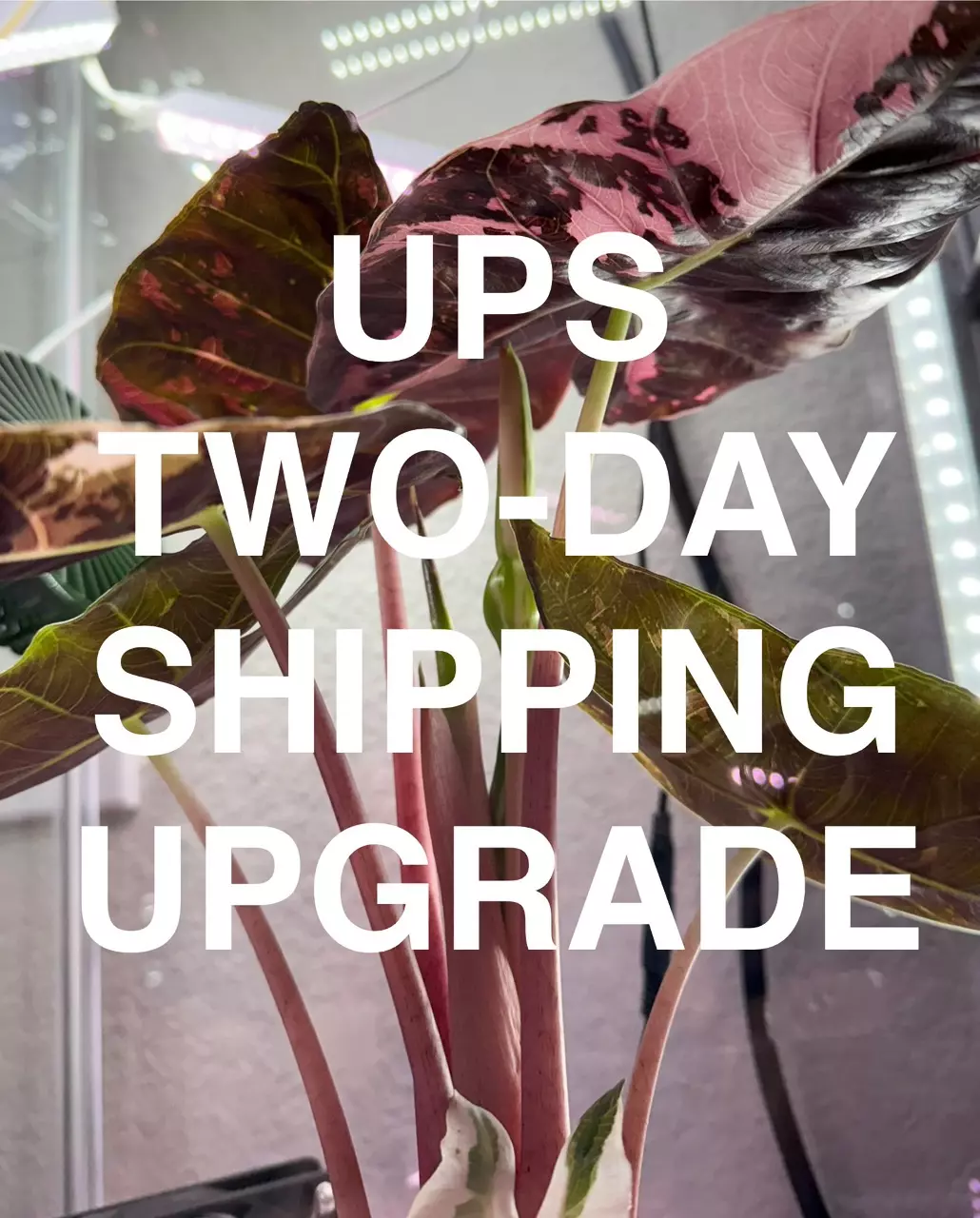 shipping_upgrade/UPS TWO-DAY UPGRADE-0