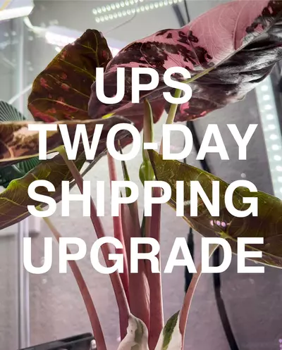 shipping_upgrade/UPS TWO-DAY UPGRADE-0-thumbnail