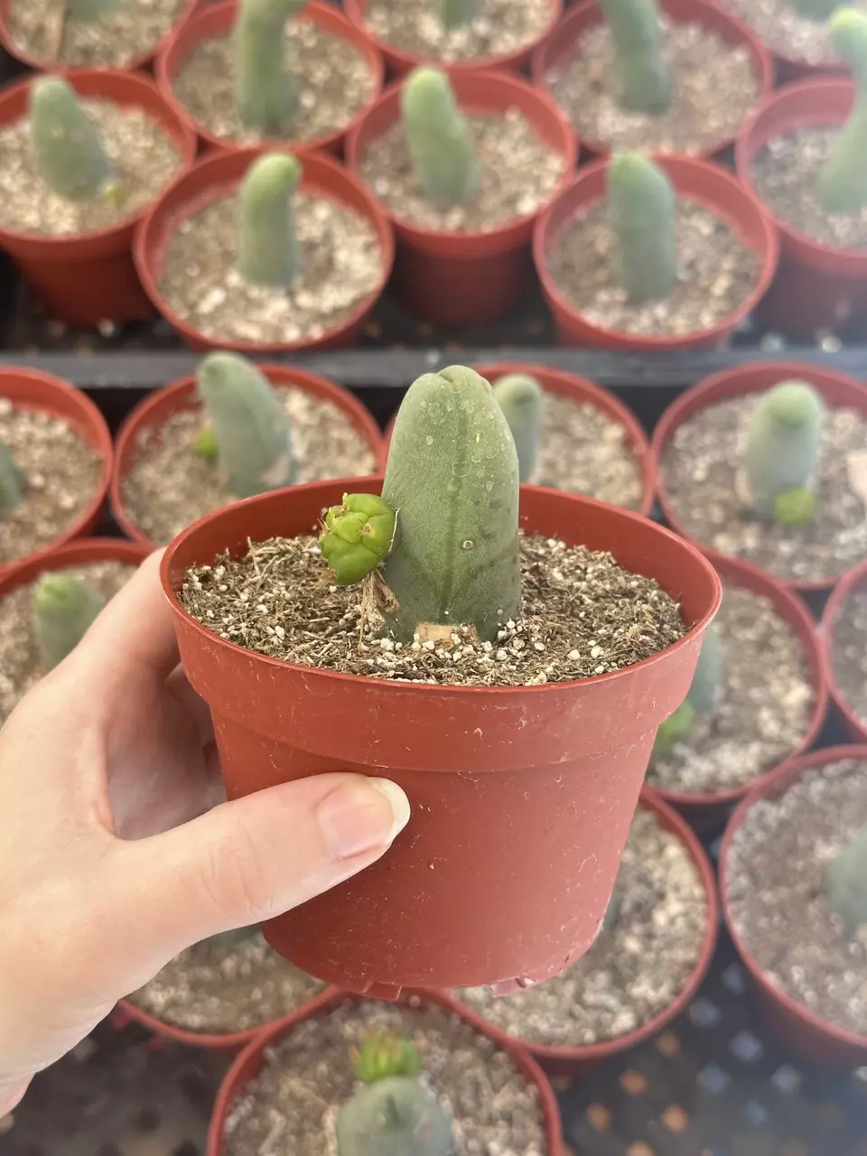 plant/Penis Cactus - Double Node (Short Form) 4”-0