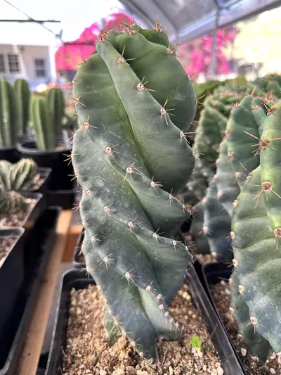 plant/Cereus forbesii spiralis | Spiral Cactus | Standard 6” Pot-0-thumbnail