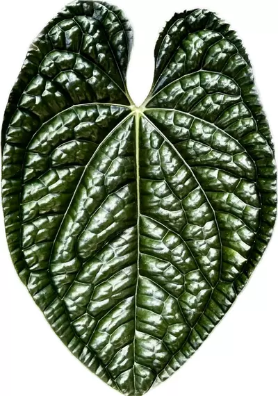 plant/Anthurium seedlings (Luxurians x Magnificum red special) pack of 3-1-thumbnail