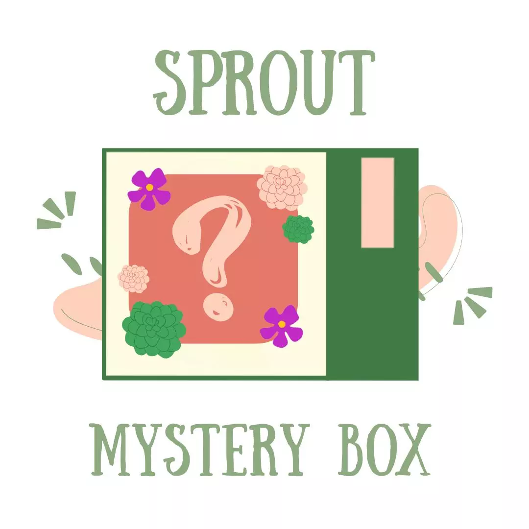 plant/Sprout Mystery Box-0