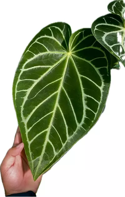 plant/Anthurium seedlings (Luxurians x Magnificum red special) pack of 3-2-thumbnail