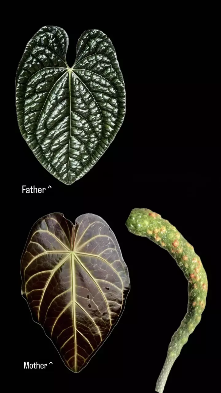 plant/Anthurium seedlings (Luxurians x Magnificum red special) pack of 3-0