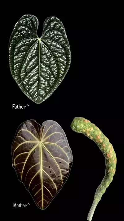 plant/Anthurium seedlings (Luxurians x Magnificum red special) pack of 3-0-thumbnail