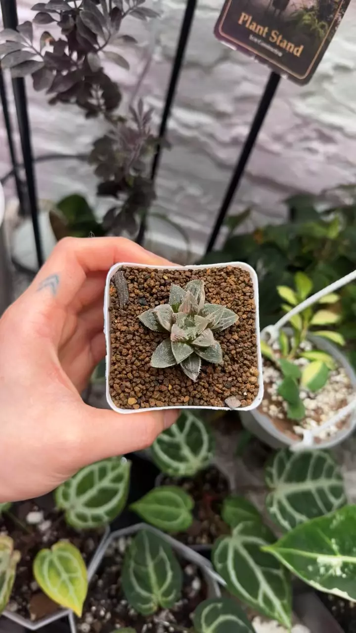 plant/haworthia kegazato variegated-1
