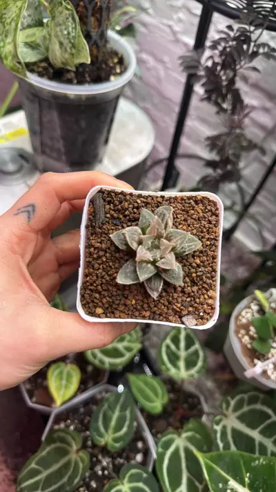 plant/haworthia kegazato variegated-0-thumbnail