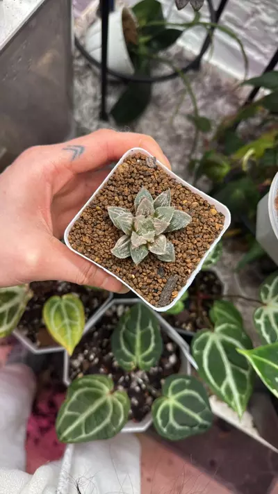 plant/haworthia kegazato variegated-2-thumbnail