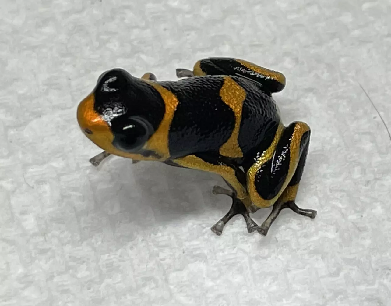 plant/Ranitomeya imitator ‘Banded’-0