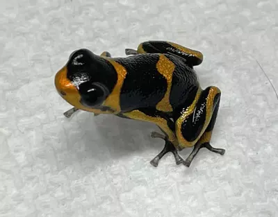 plant/Ranitomeya imitator ‘Banded’-0-thumbnail