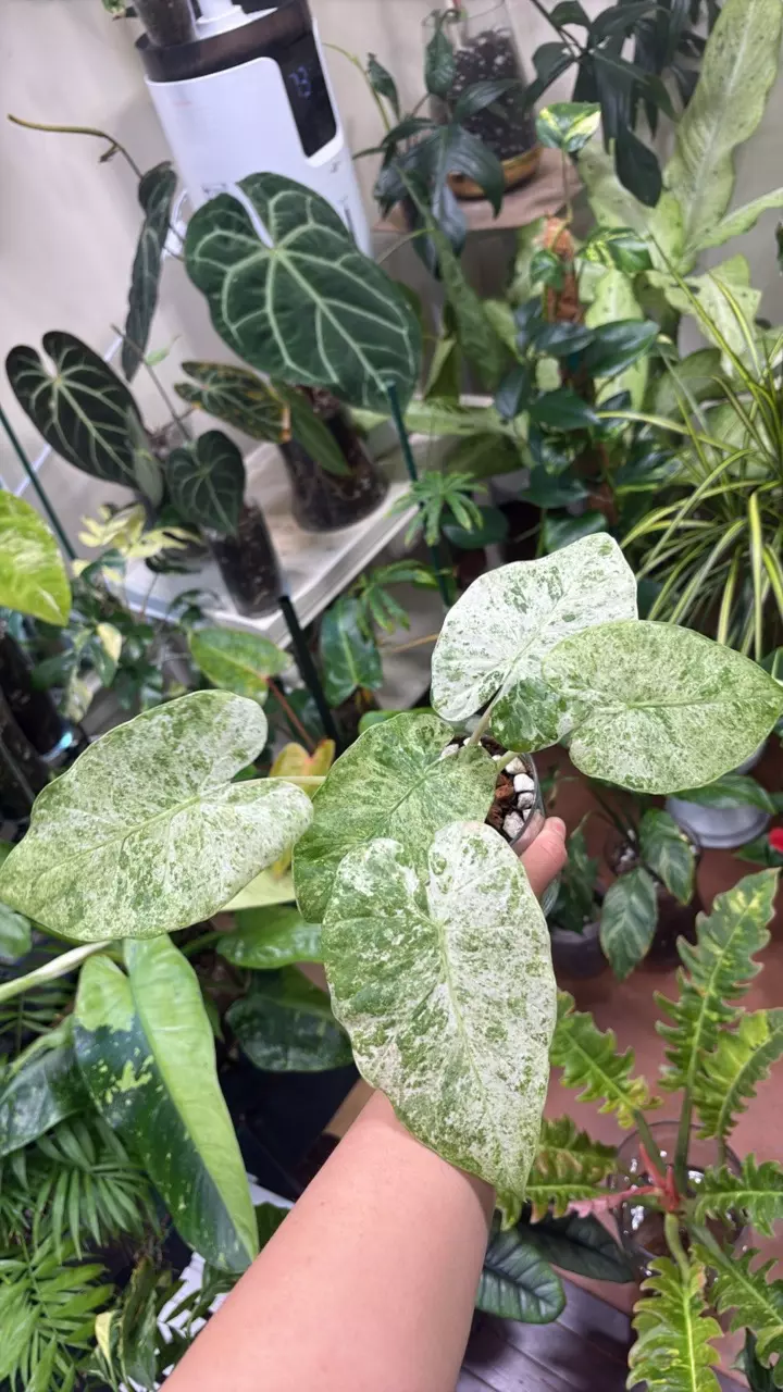 plant/Alocasia batic-0