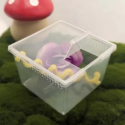 plant/Large Jumping Spider Starter Kit (For Spiders 6 Months & Older) with Feeders-3-thumbnail