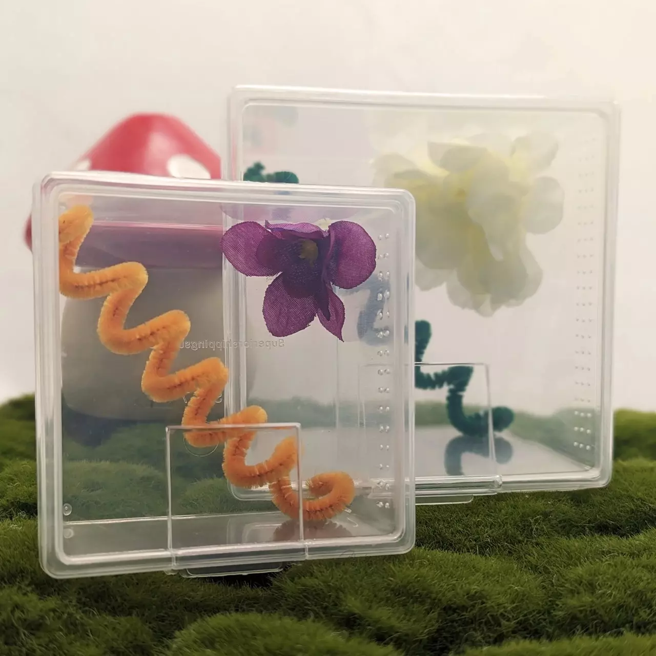 plant/Large Jumping Spider Starter Kit (For Spiders 6 Months & Older) with Feeders-1