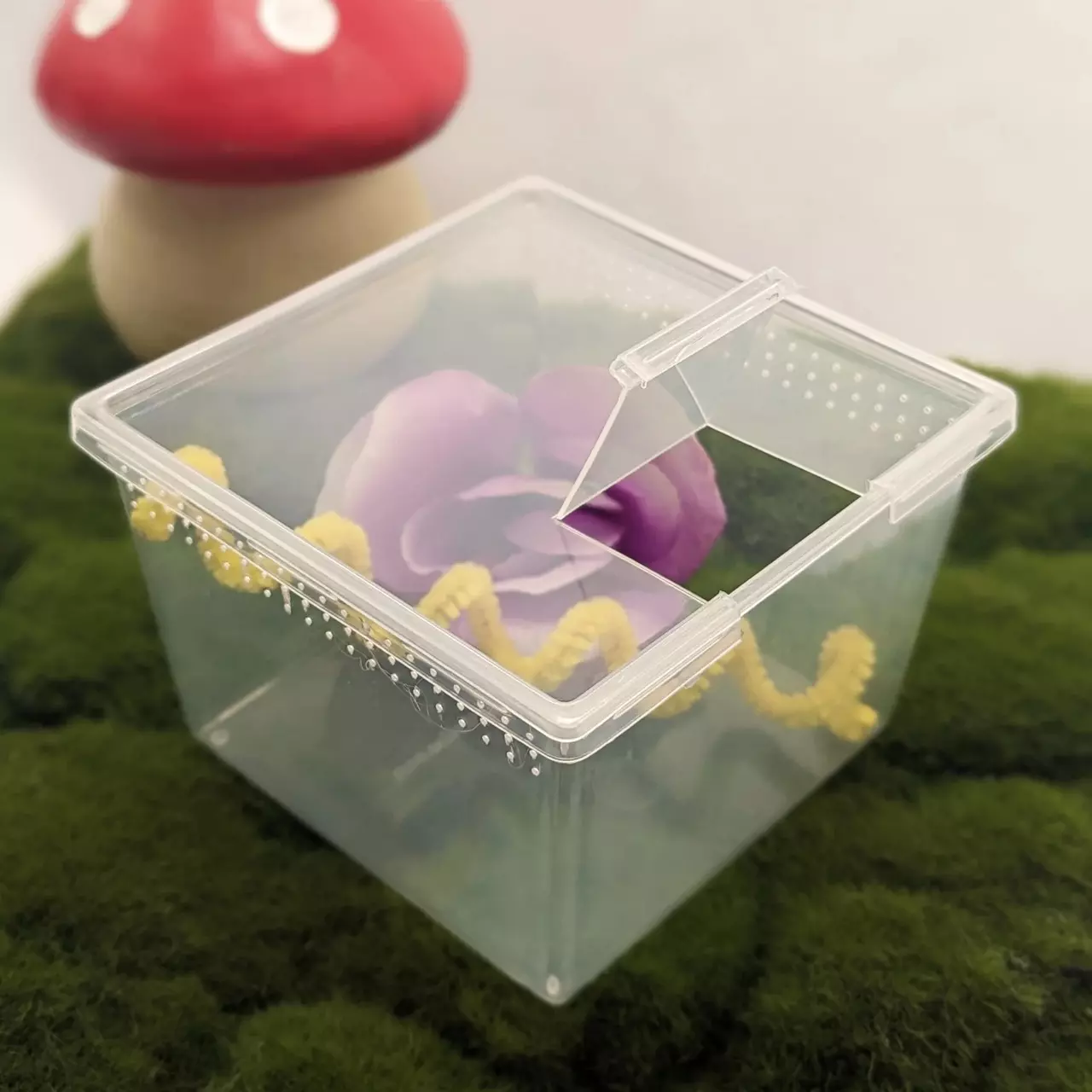 plant/Small Jumping Spider Starter Kit (For Spiders Under 6 Months) with Feeders-3