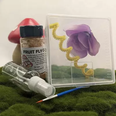 plant/Small Jumping Spider Starter Kit (For Spiders Under 6 Months) with Feeders-0-thumbnail