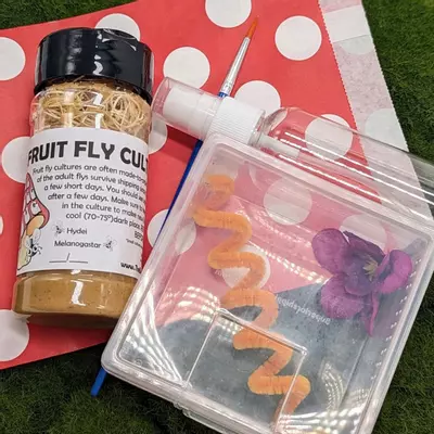 plant/Large Jumping Spider Starter Kit (For Spiders 6 Months & Older) with Feeders-2-thumbnail