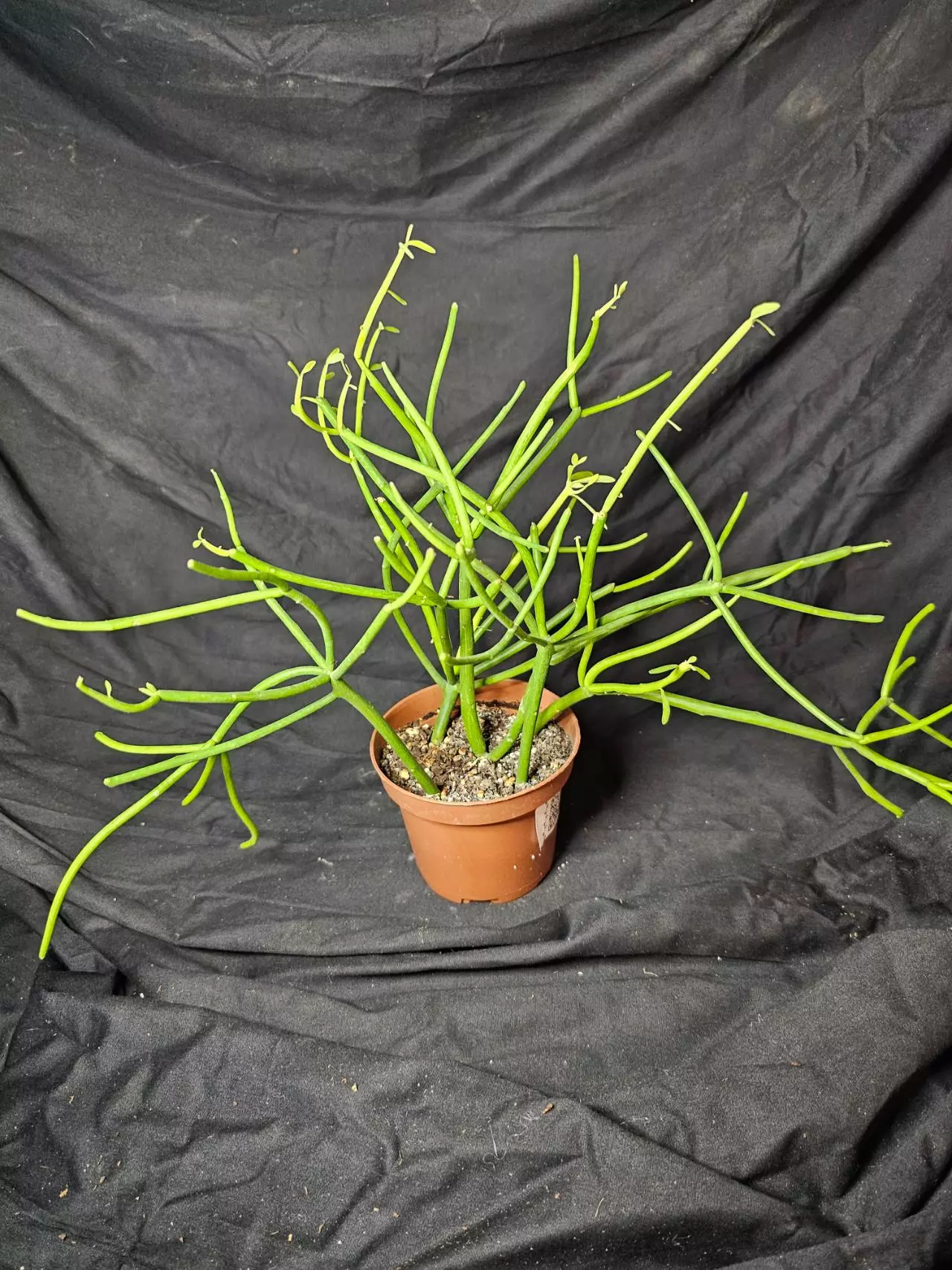 plant/Firestick Pencil Cactus-0