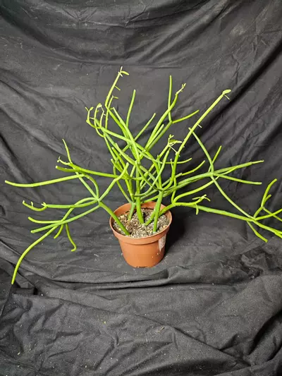 plant/Firestick Pencil Cactus-0-thumbnail