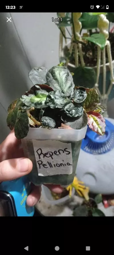 plant/Repens pellionia-0-thumbnail