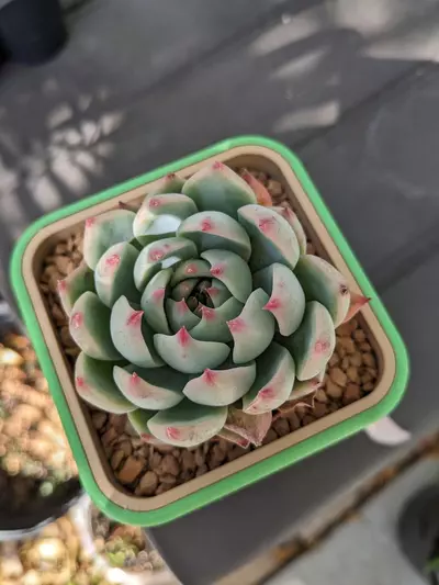 plant/3" square pot geometric-1-thumbnail
