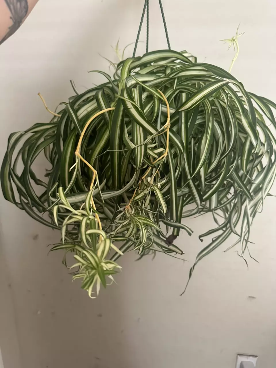 plant/8” Bonnie spider-0