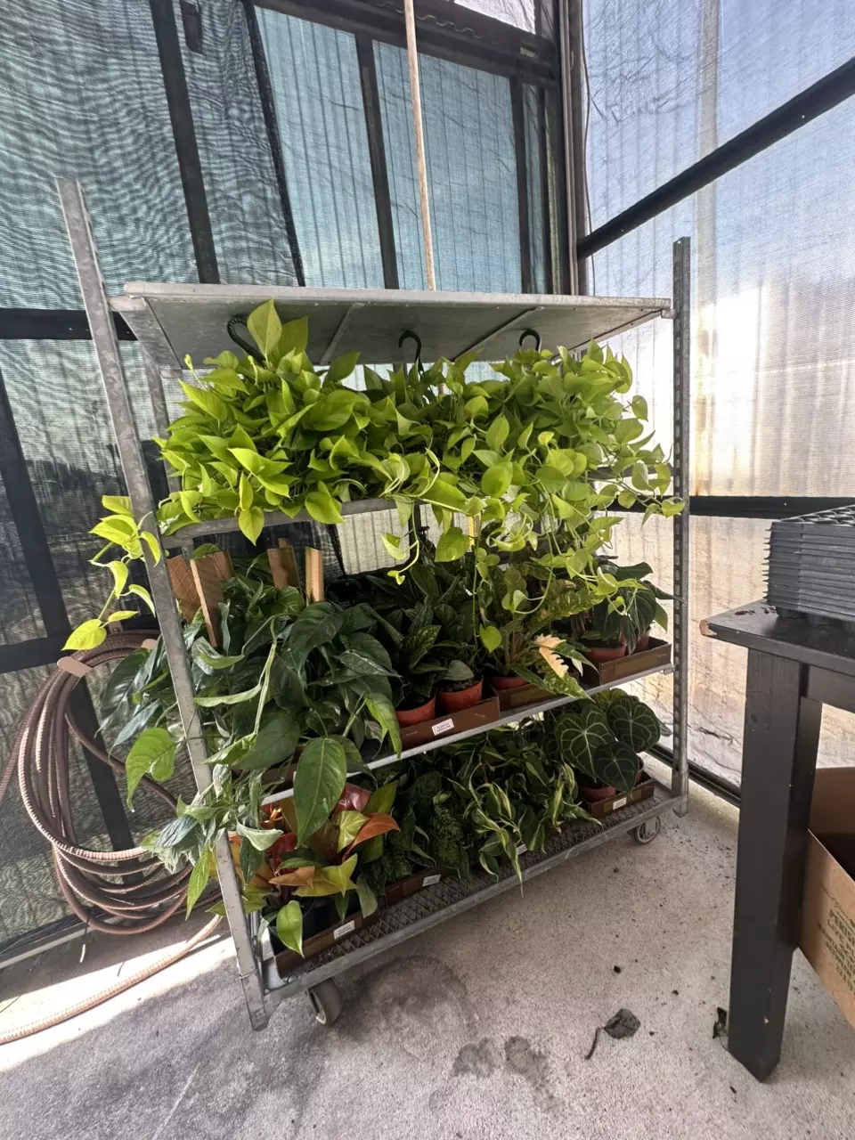 plant/MYSTERY BOX ( do you trust me?🤪😆😎.. will either be. 4,3,2 or 1 plant of value)-0