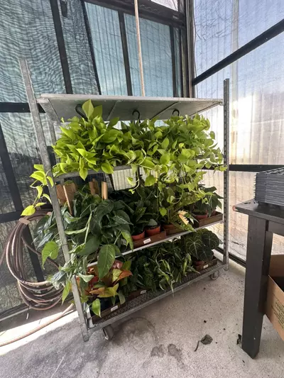 plant/MYSTERY BOX ( do you trust me?🤪😆😎.. will either be. 4,3,2 or 1 plant of value)-0-thumbnail