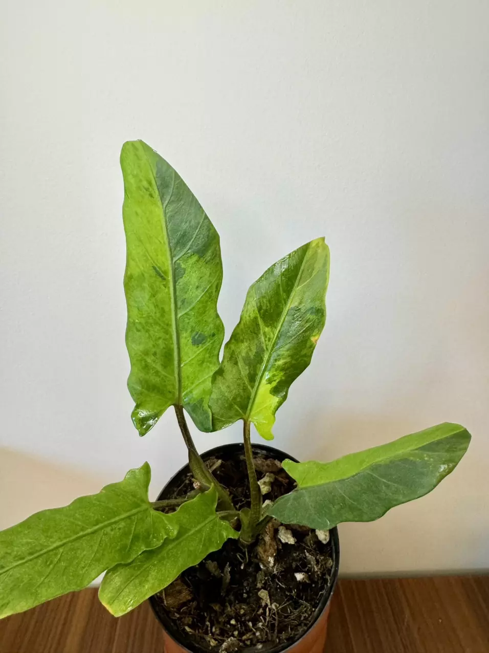 plant/3” Alocasia Lauterbachiana Aurea-1