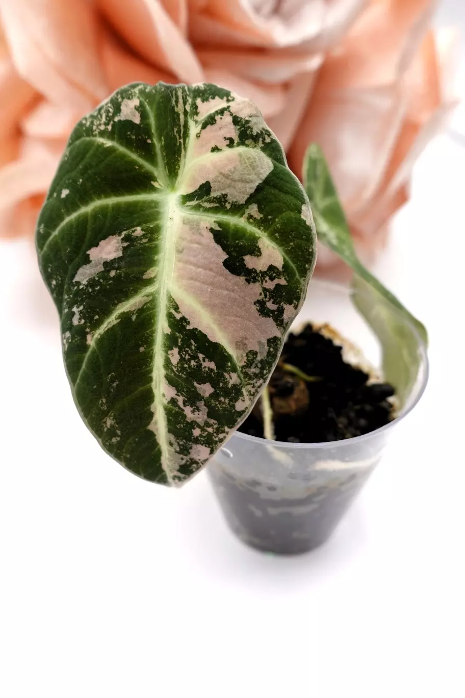 plant/Alocasia Pink Black Velvet (A6)-0