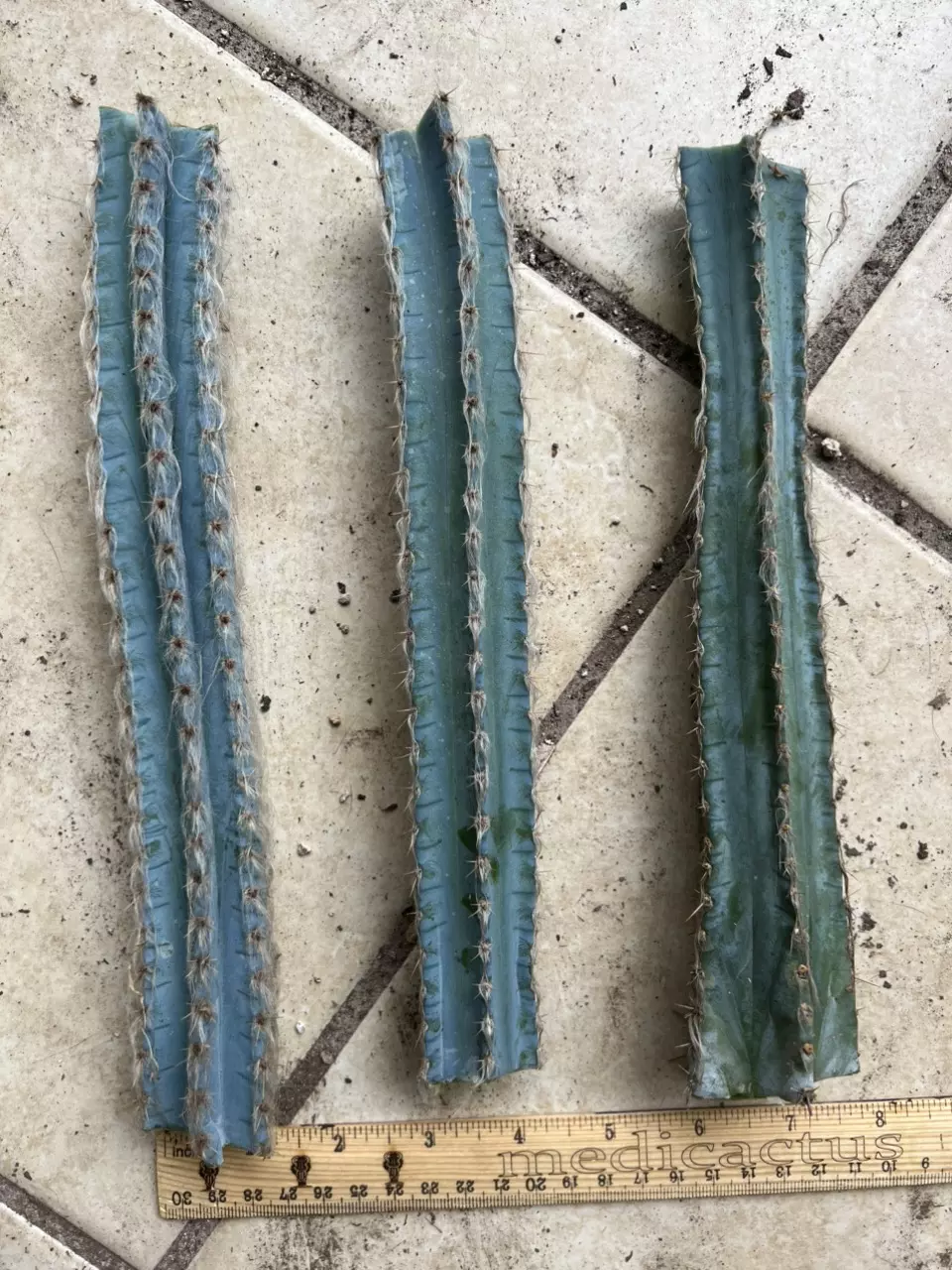 plant/Pilosocereus Sp. Mid Cuttings-0