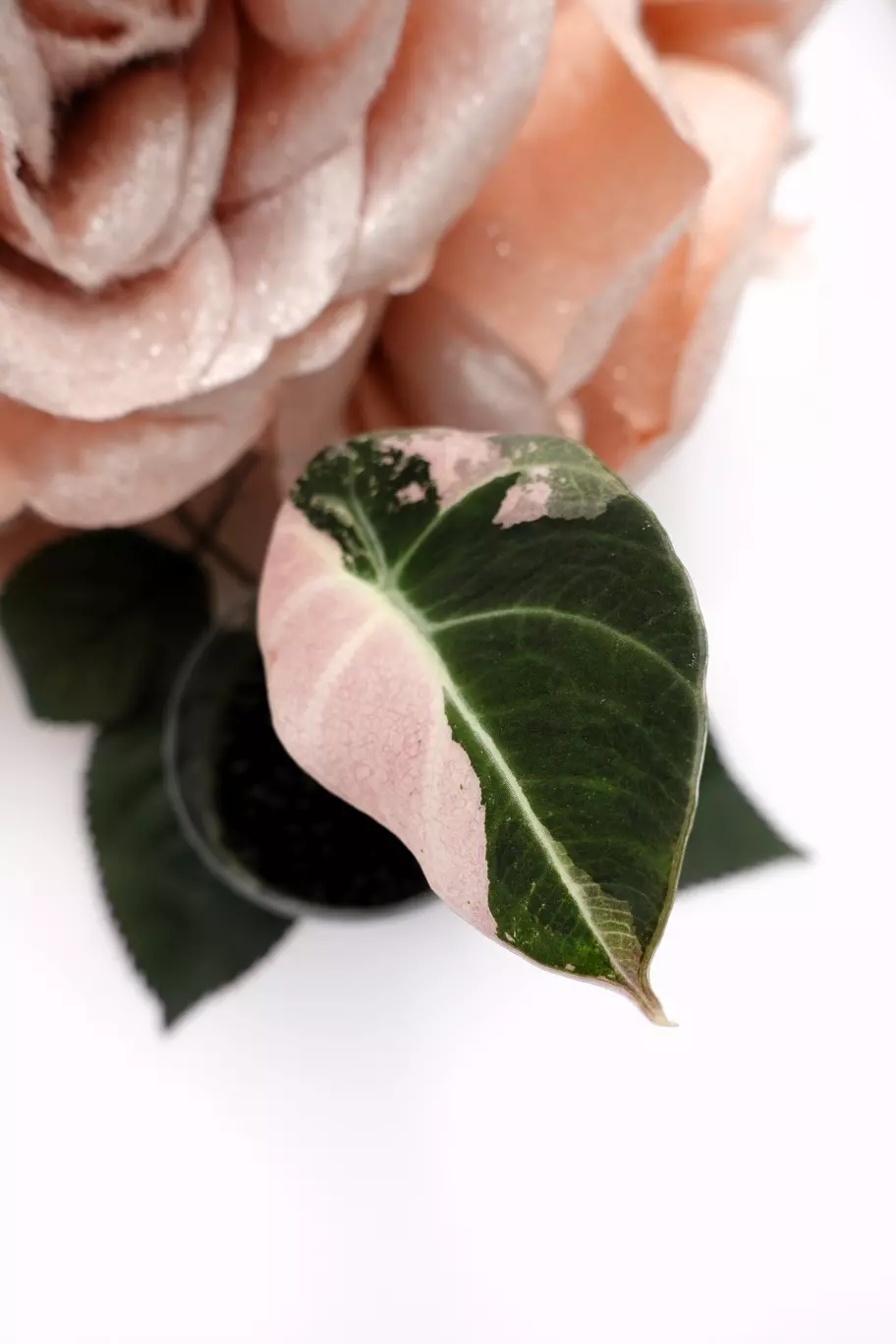 plant/Alocasia Pink Black Velvet (A5)-0
