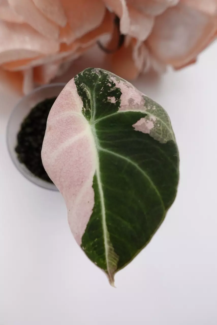 plant/Alocasia Pink Black Velvet (A5)-1