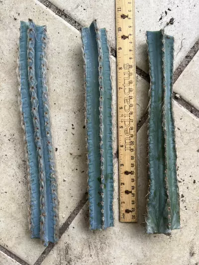 plant/Pilosocereus Sp. Mid Cuttings-1-thumbnail