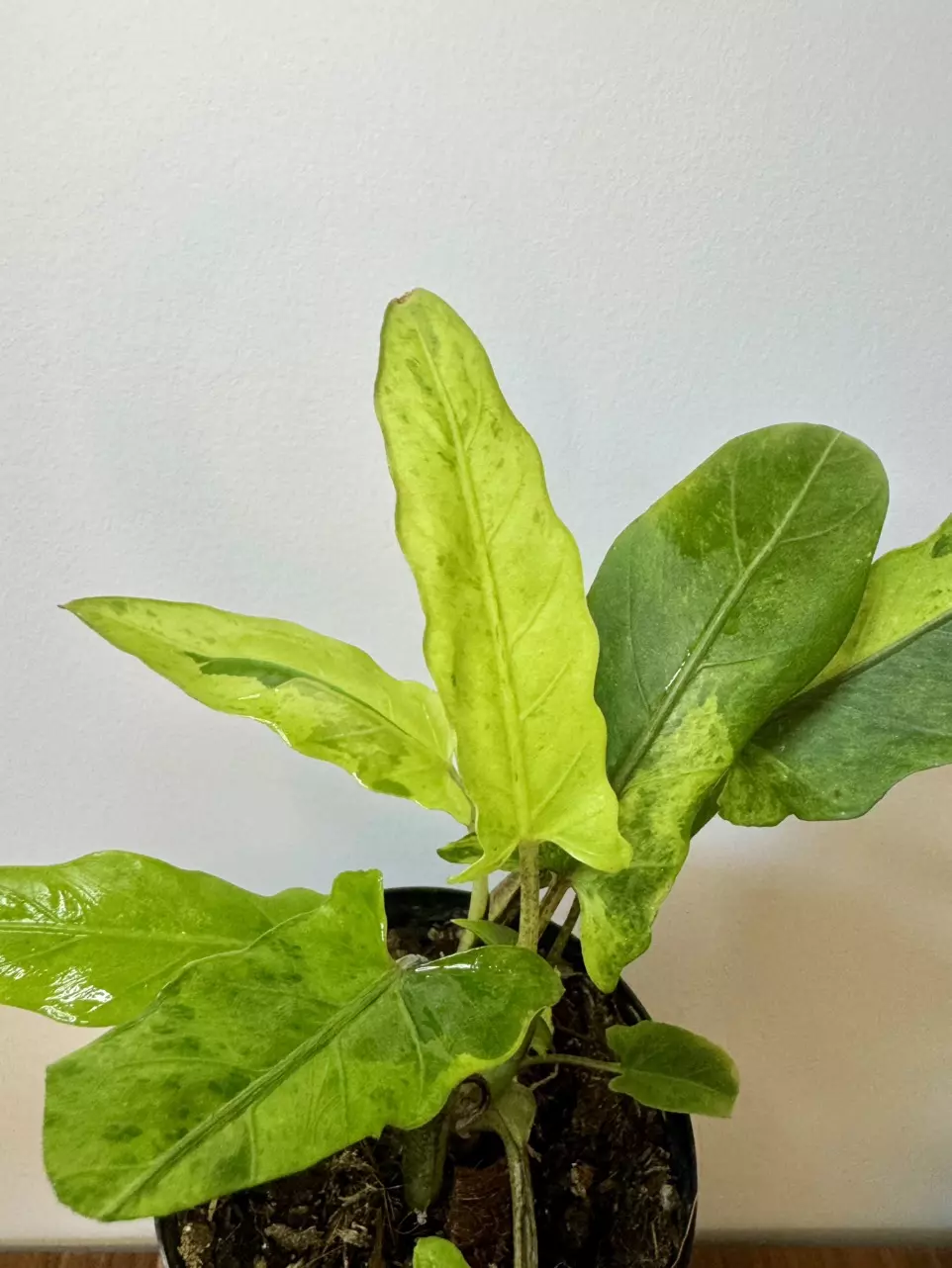 plant/3” Alocasia Lauterbachiana Aurea-0