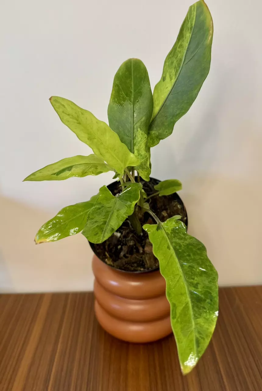 plant/3” Alocasia Lauterbachiana Aurea-2